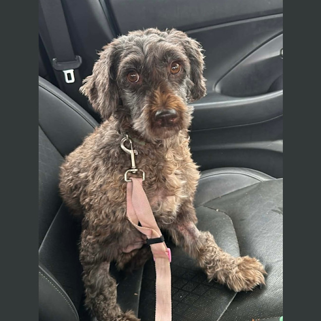 Photo of Hazel