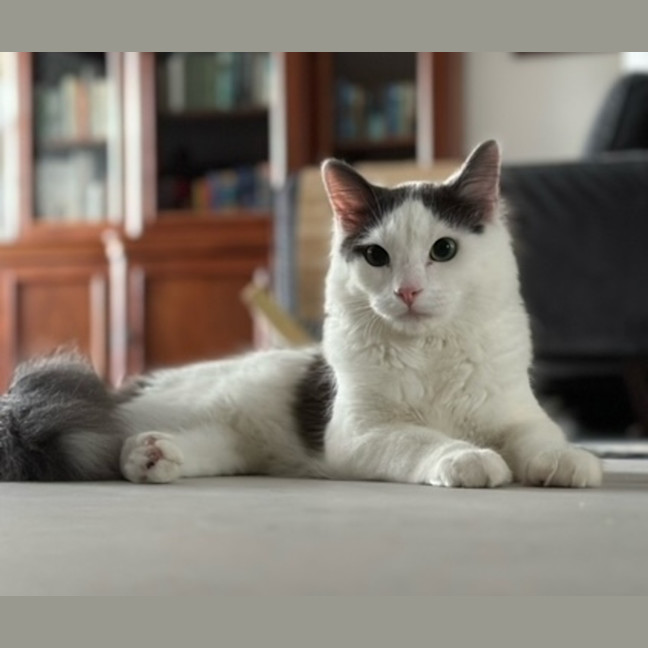 Photo of Rufus