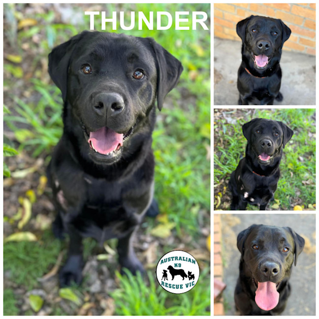 Photo of Thunder 