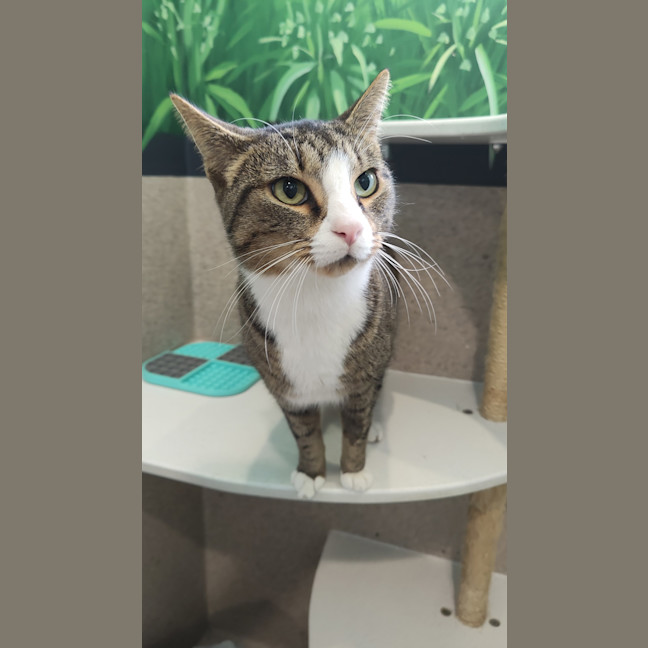 Photo of Mantis Toboggan M.D