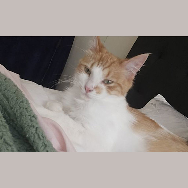 Photo of Rango