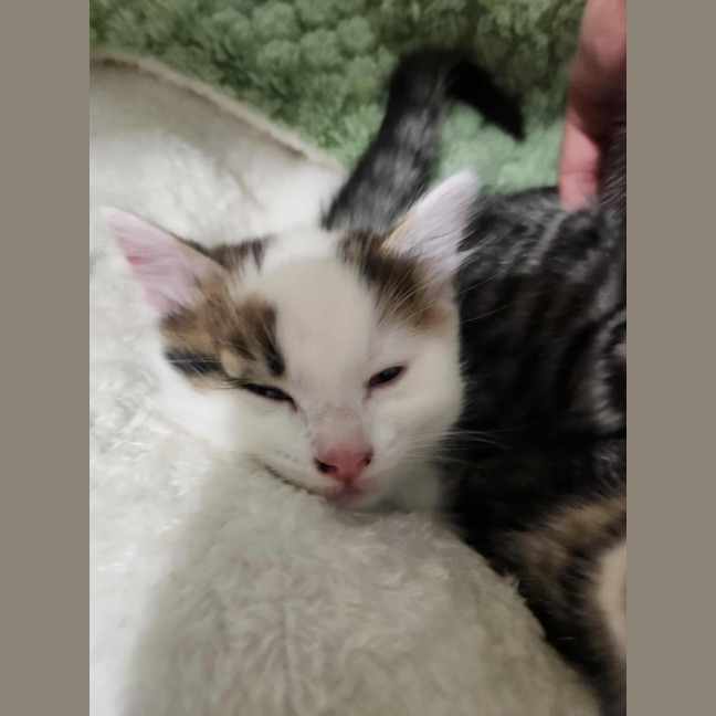 Photo of Smore