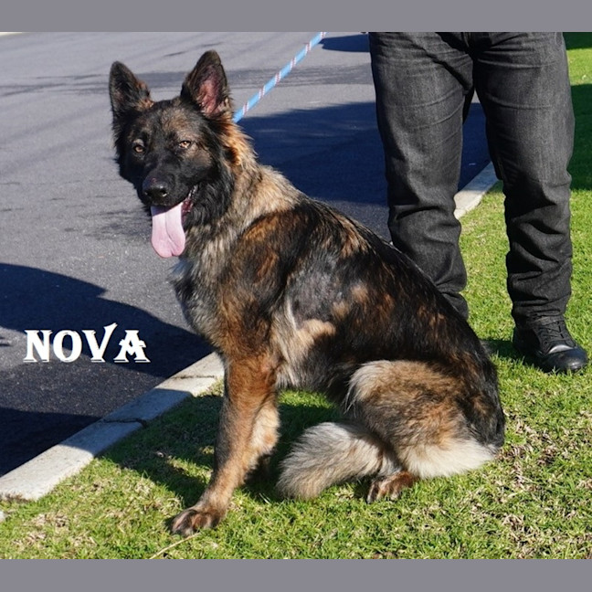 Photo of Nova