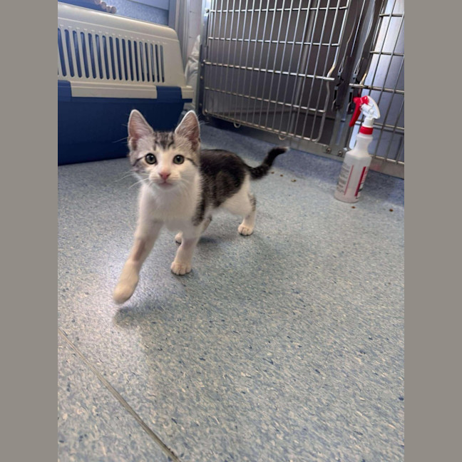 Photo of Azriel   Located In Kew