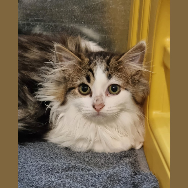 Photo of Nova
