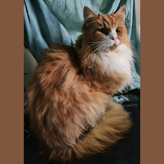Photo of 🦁 Leo 🦁 