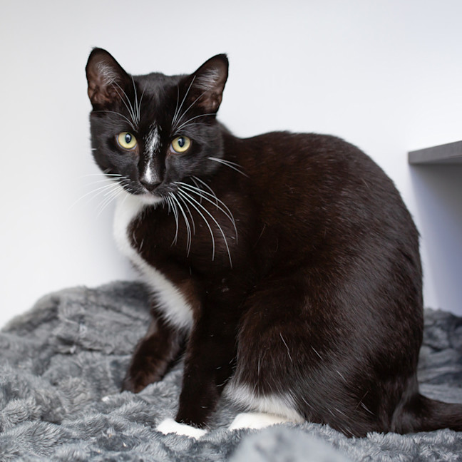 Photo of Jetson