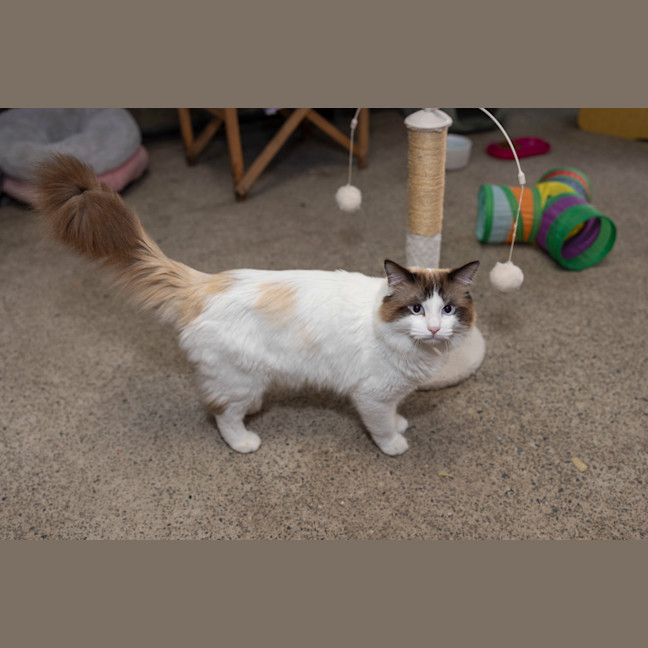 Photo of Butter Paws