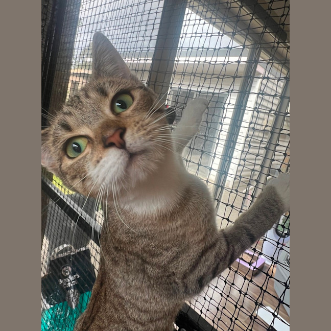 Photo of Star Meet Me @Petstock Chelsea