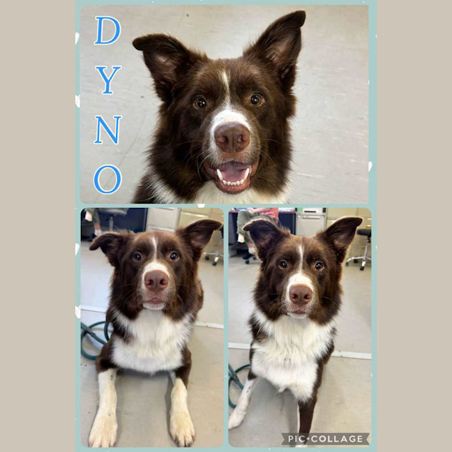Photo of Dyno