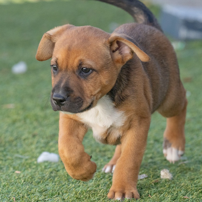 Photo of Bullet
