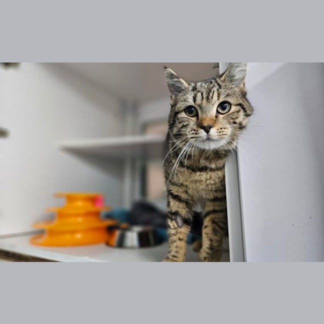 Photo of Jingles