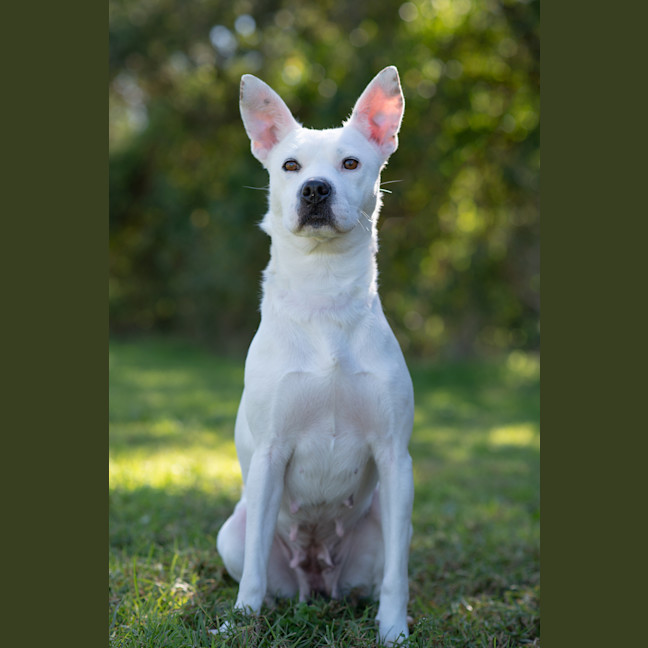 Photo of Casper
