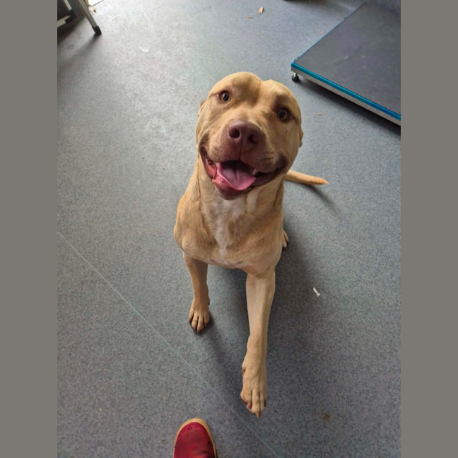 Photo of Dozer! 🐻