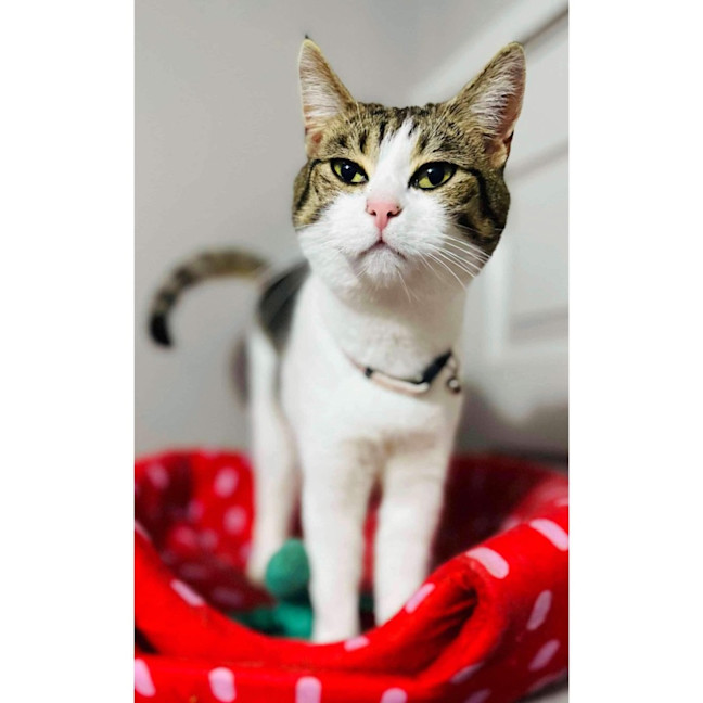 Photo of 11306   Athena