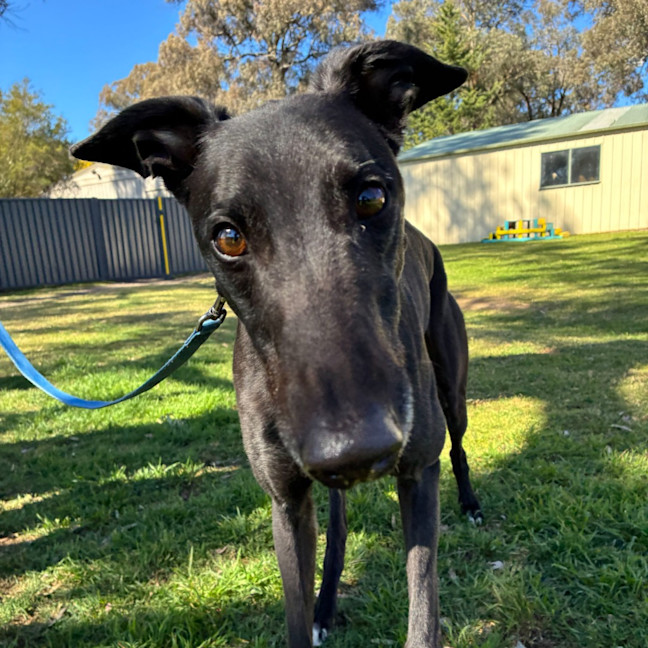Photo of Moses The Greyhound