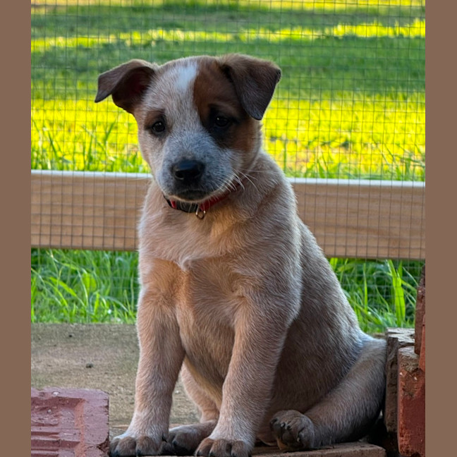 Photo of Tango 