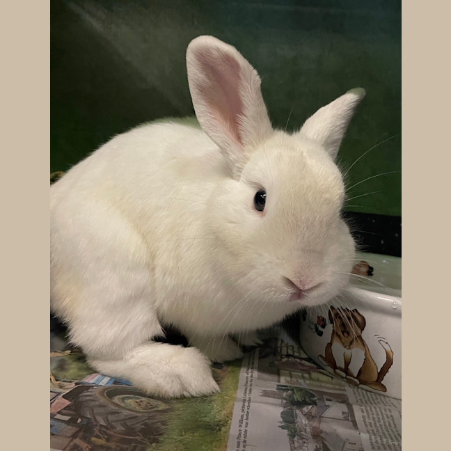 Photo of Stitch