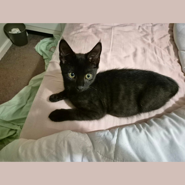 Photo of Stormy   4 Month Old Domestic Short Hair