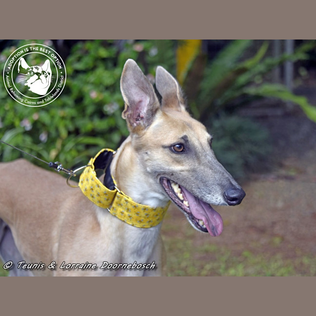 Photo of Sylvie Racing Name Silver Starline