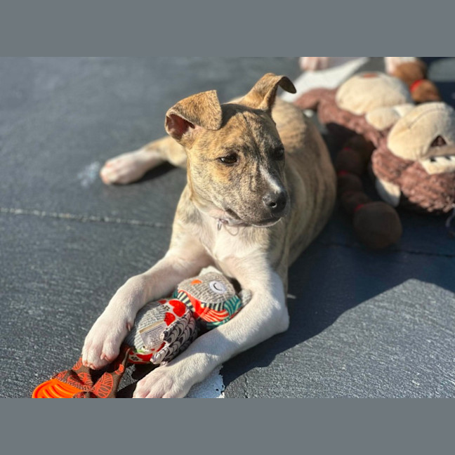 Photo of Eevie 🌼🎀