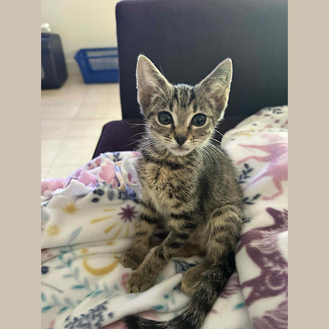 Photo of Ziggy