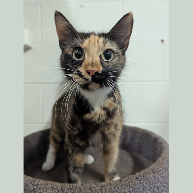 Photo of Mocha