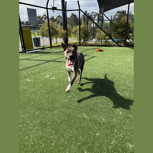 Photo of Buffy Imp 1869