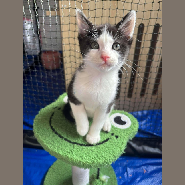 Photo of Mango Passion