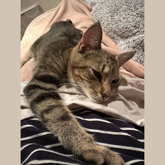 Photo of Cinnamon