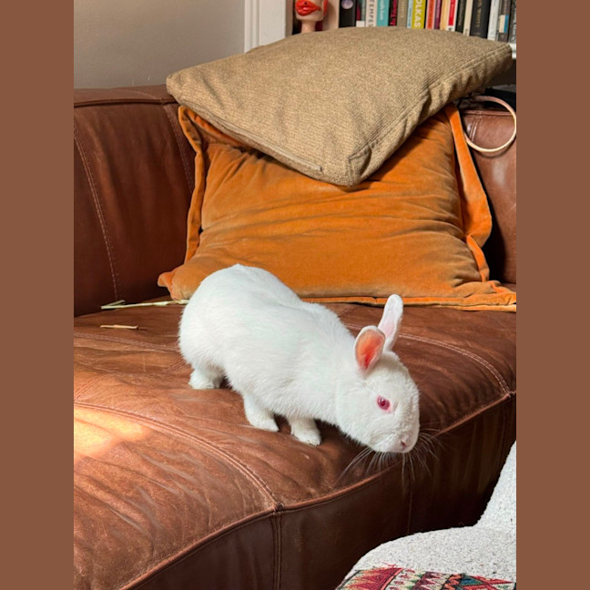 Photo of Bunnifer Anniston