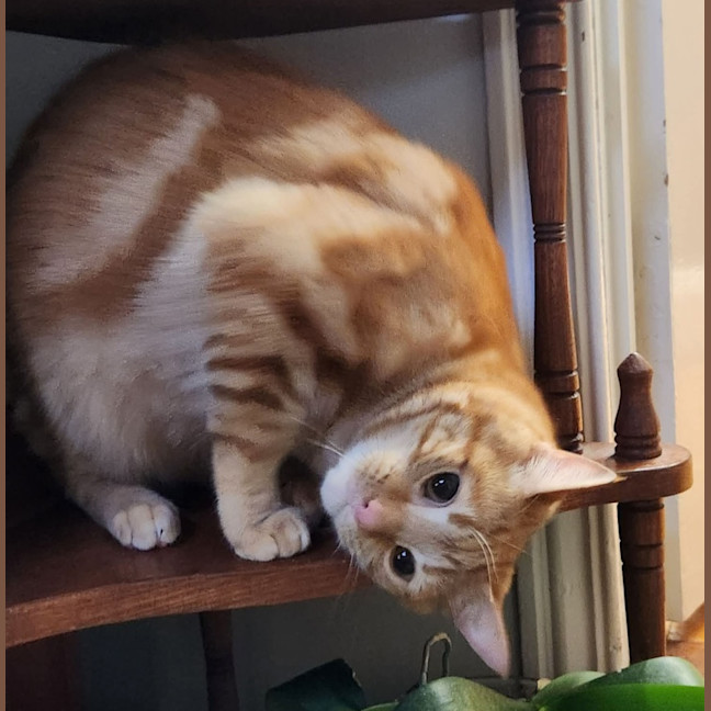 Photo of Toffee