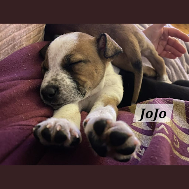 Photo of Jo Jo