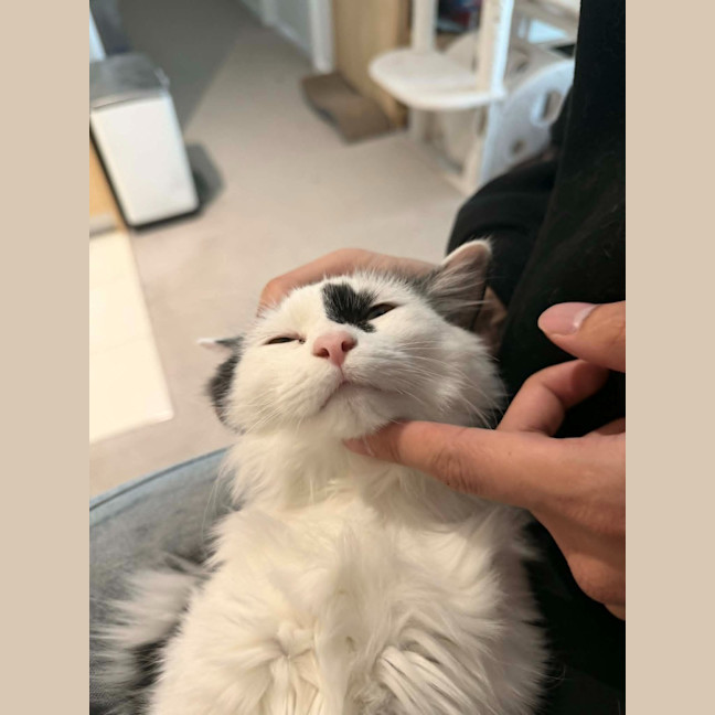 Photo of Spottie