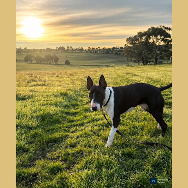 Photo of Spud 