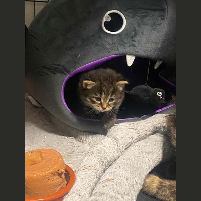 Photo of Pocus **2nd Chance Cat Rescue**