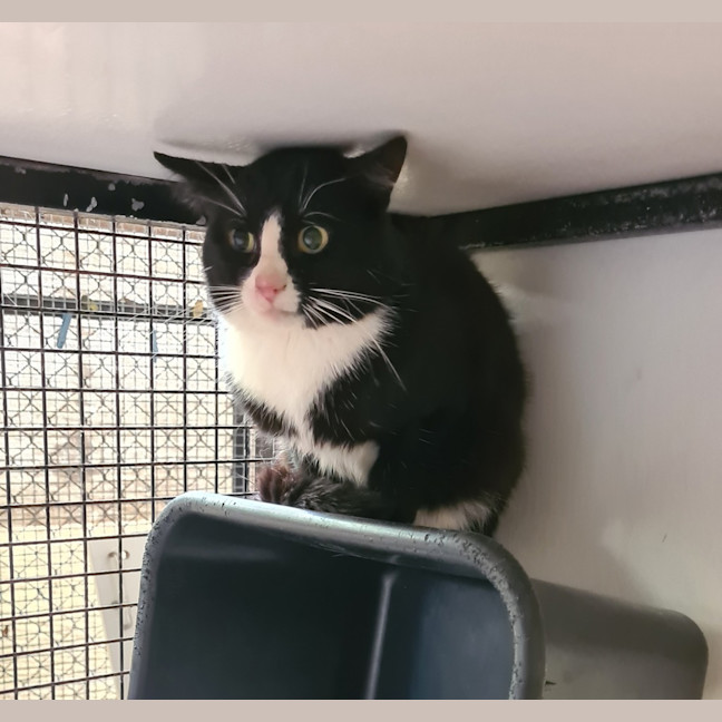 Photo of Bandit