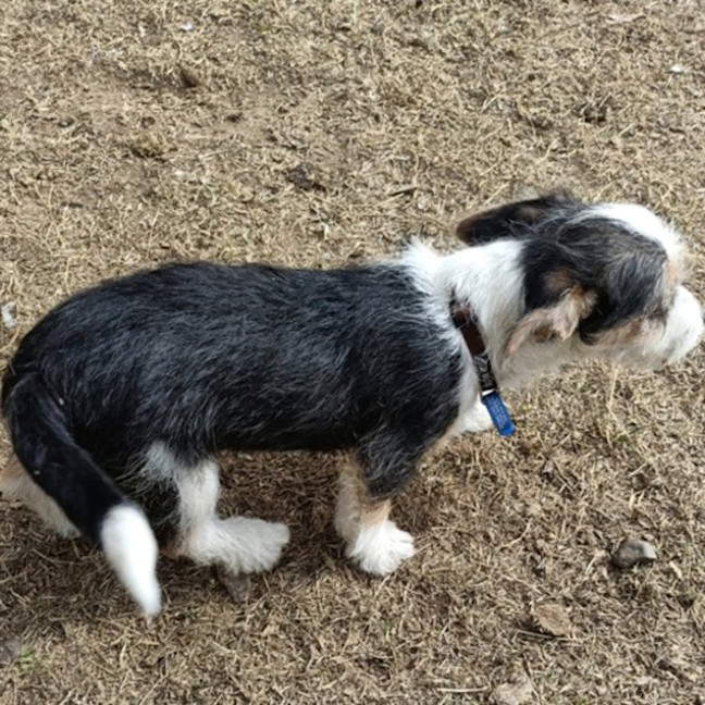 Photo of Tango 