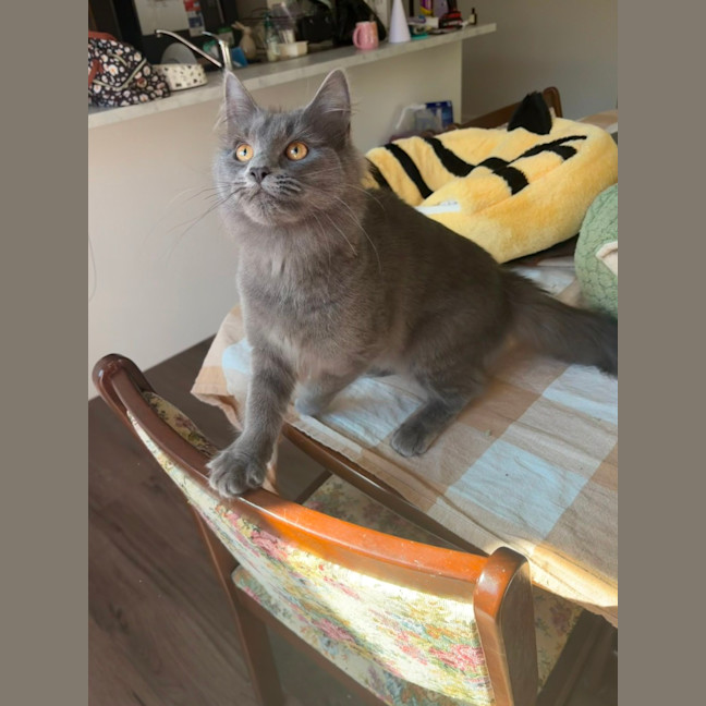 Photo of Peppercorn