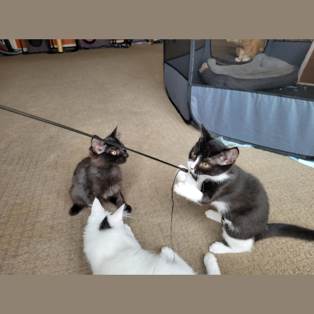 Photo of Boots   Located In Deer Park