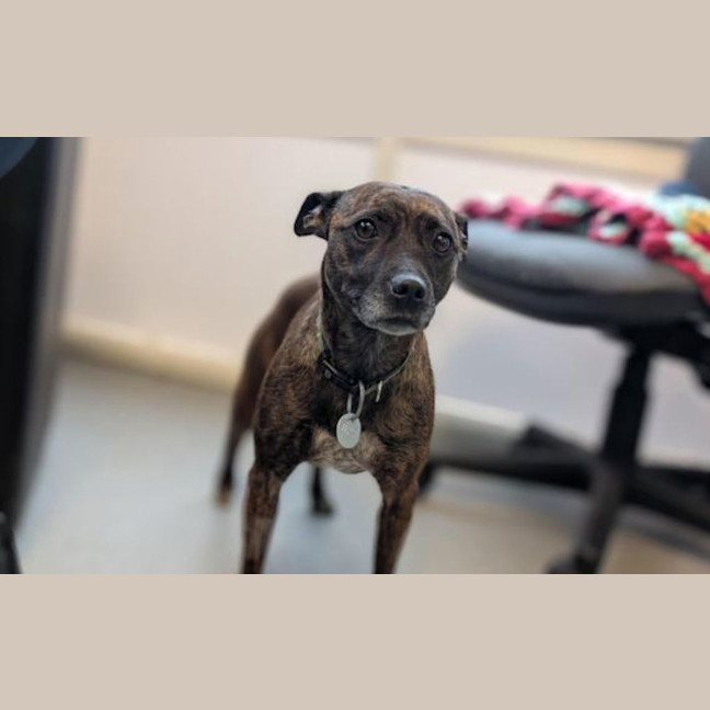 Photo of Toffee