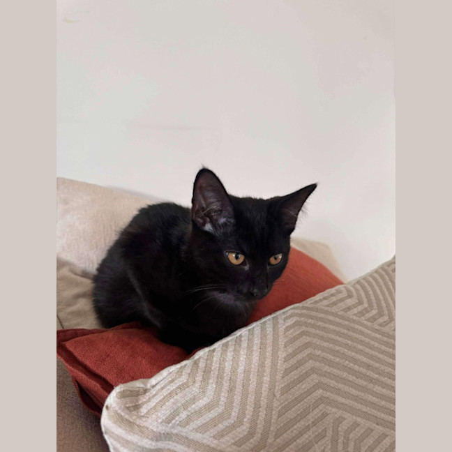 Photo of Draco   Located In Hawthorn East