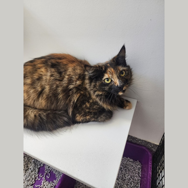 Photo of Chu Chu And Gizmo