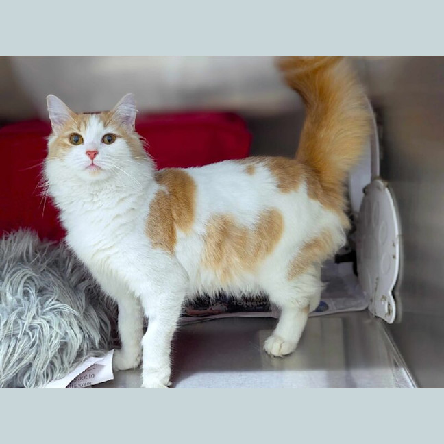 Photo of Vanilla