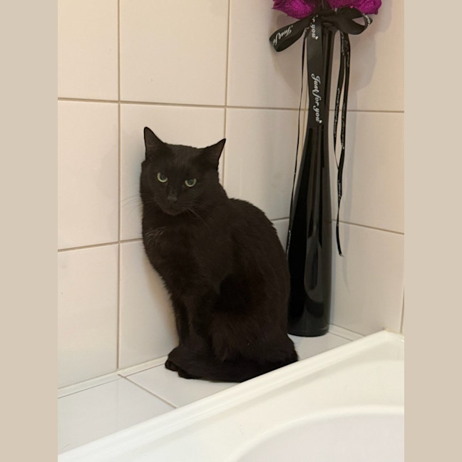 Photo of Fern *9 Lives Project Rescue*