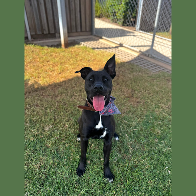 Photo of Trixie
