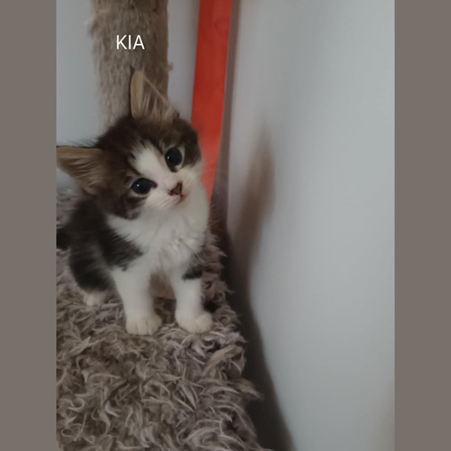 Photo of Kia