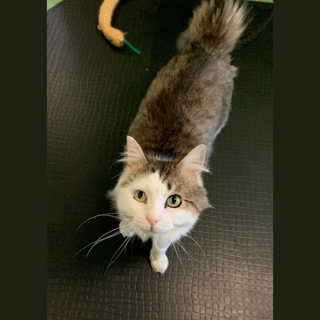 Photo of Chester
