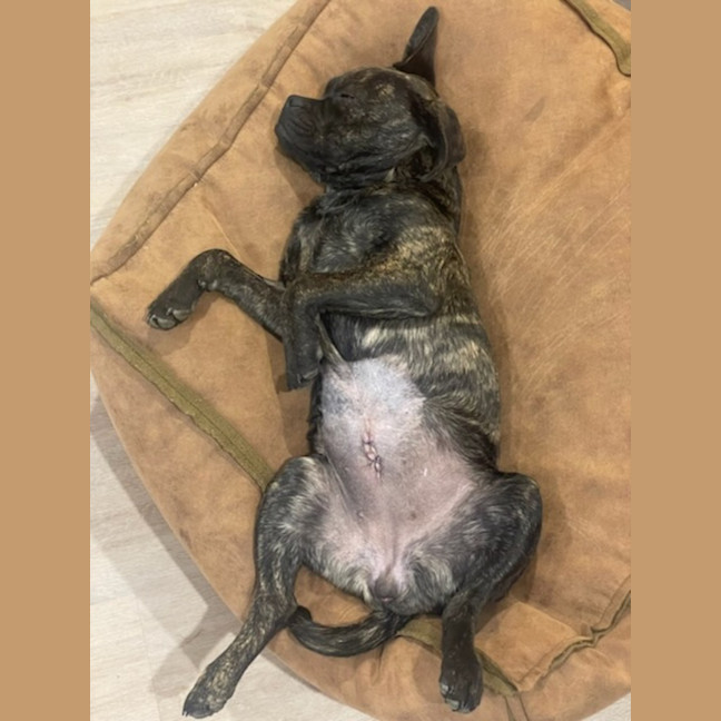 Photo of Biscuit And Oreo