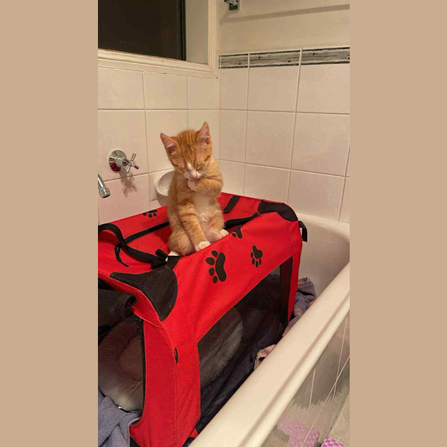 Photo of Alfie